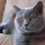 Pisică carteziană sau pisică "chartreuse": totul despre rasă