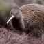 Kiwi: fapte interesante despre o pasăre fără zbor