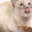 Hrana holistică pentru pisici: compoziția și analiza mărcilor celebre
