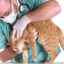 O rană umedă la o pisică: soiuri, diagnostic, terapie