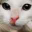 Dermatita plângătoare la pisici: semne, tratament, prevenire