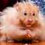 Se pot spăla hamsterii și instrucțiunile de îngrijire de bază