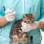 Ce vaccinări să faci pentru pisici