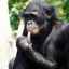 Maimuță bonobo: trăsături ale speciilor de cimpanzei pigmei