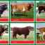 Descriere și fotografii ale raselor de vaci în diferite direcții