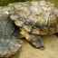 Descrierea, reproducerea și stilul de viață al broaștei țestoase cu franjuri
