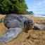 Descrierea celei mai mari broaște țestoase din lume