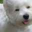 West highland white terrier: descrierea rasei, reguli de îngrijire a câinilor