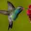 Viața păsărilor mici colibri și fotografii