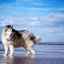 Alaskan malamute (foto): un câine impresionant pentru familiile active