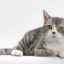 Pisică american wirehaired: unică din york