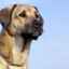 Câine ciobanesc anatolian: o imagine de ansamblu excelentă asupra rasei (+ foto)