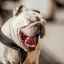 Limba albă la un câine: cauzele patologiei orale