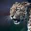 Leopardul din orientul îndepărtat (amur): descriere și gamă