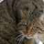 Pisică sălbatică europeană: trăiește în sălbăticie și se păstrează acasă