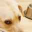 Medicamente antihelmintice pentru câini: caracteristici și compoziție