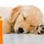 Instrucțiuni pentru utilizarea diferitelor antibiotice pentru tratarea câinilor