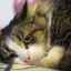 Accident vascular cerebral la pisici și pisici: simptome și tratament