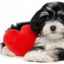 Accident vascular cerebral la câini: simptome și tratamentul bolii
