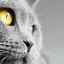 Descărcarea de nas a unei pisici: cauze și tratament