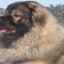 Câine ciobanesc caucazian: caracteristici ale rasei, conținut
