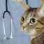 Inflamația uterului la o pisică: cauze, simptome și tratamente