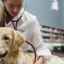 Inflamația uterului la un câine: cauze, simptome și tratamente