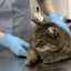 Dislocarea articulației cotului la o pisică: simptome, terapie