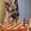 10 Dintre cele mai inteligente rase de câini din lume