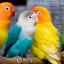 11 Tipuri populare de papagali mici, mijlocii și mari