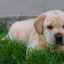 13 Boli ereditare labrador: descriere și tratament