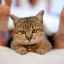 5 Motive pentru care o pisică iubește să doarmă la picioare