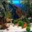 5 Tipuri de fundal pe acvariu și cum să-l lipiți corect