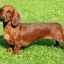 Cele mai frecvente 5 tipuri de dachshunds
