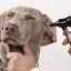 7 Tipuri de boli ale urechii la câini - descriere și ce trebuie făcut