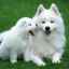 Cele mai populare rase de câini albi și pufoși