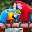 Cele mai mari 9 specii de papagali din lume