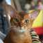 Pisică abisiniană: strălucește soarele și sclipesc stelele