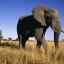 Elefant african de tufiș: ce mănâncă și cum trăiește