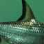 Shark balu: caracteristici de întreținere și îngrijire, compatibilitate cu alți pești