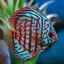 Disc pești de acvariu: întreținere și îngrijire