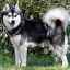 Alaskan klee kai sau mini husky: caracteristici și descriere a rasei