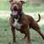 American pit bull: o descriere a câinelui și o fotografie a unui pit bull terrier