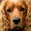 Rase de câini englezi - cel mai mare grup de rase recunoscute (+ foto)