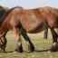 Rasa de cai din ardenele: descriere, îngrijire și hrănire