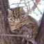 Habitat, obiceiuri și obiceiuri ale pisicii pădurii din orientul îndepărtat