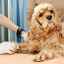 Artroscopia la câini: esența și caracteristicile tehnicii