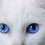 Pisică albă cu ochi albaștri: cele mai populare rase și caracteristici ale îngrijirii la domiciliu