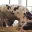 Vaca bielorusă care l-a supărat pe lukashenka se simte bine