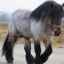 Brabancon: caracteristici ale rasei de cai belgieni, întreținere și îngrijire